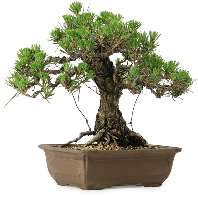 Pinus thunbergii Kotobuki, 30,5 cm, ± 30 ans, avec un nebari de 4,5 cm
