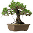Pinus thunbergii Kotobuki, 30,5 cm, ± 30 años de edad, con un nebari de 4,5 cm.