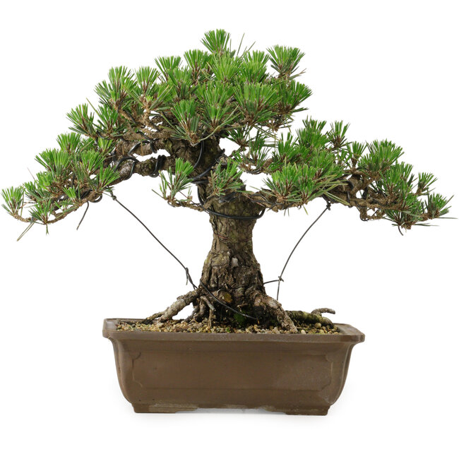 Pinus thunbergii Kotobuki, 30,5 cm, ± 30 anni, con nebari di 4,5 cm