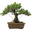 Pinus thunbergii Kotobuki, 30,5 cm, ± 30 Jahre alt, mit einem Wurzelansatz von 4,5 cm