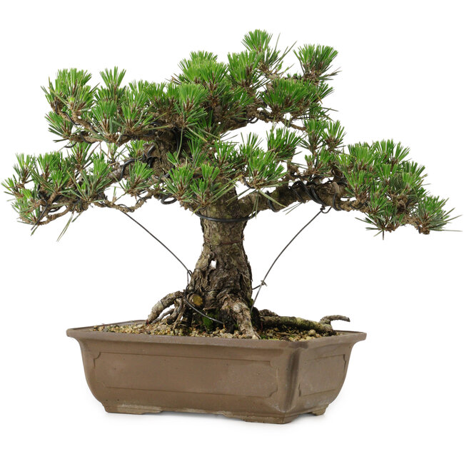 Pinus thunbergii Kotobuki, 30,5 cm, ± 30 anni, con nebari di 4,5 cm