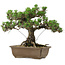 Pinus thunbergii Kotobuki, 30,5 cm, ± 30 años de edad, con un nebari de 4,5 cm.