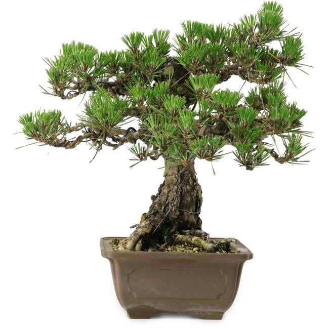 Pinus thunbergii Kotobuki, 30,5 cm, ± 30 jaar oud, met een nebari van 4,5 cm