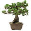 Pinus thunbergii Kotobuki, 30,5 cm, ± 30 anni, con nebari di 4,5 cm