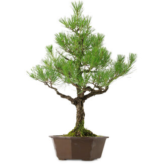 Pinus thunbergii, 70 cm, ± 40 jaar oud