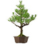 Pinus thunbergii, 70 cm, ± 40 ans, avec un nebari de 13 cm
