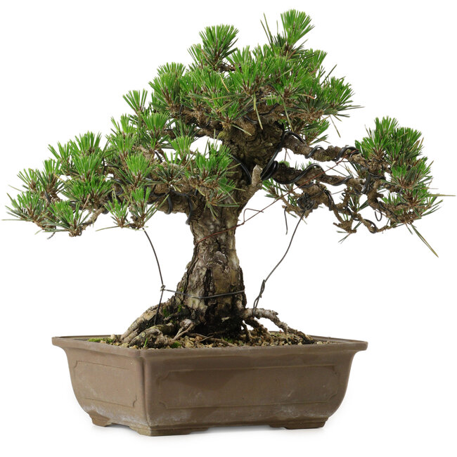 Pinus thunbergii Kotobuki, 30,5 cm, ± 30 años de edad, con un nebari de 4,5 cm.