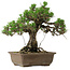 Pinus thunbergii Kotobuki, 30,5 cm, ± 30 anni, con nebari di 4,5 cm
