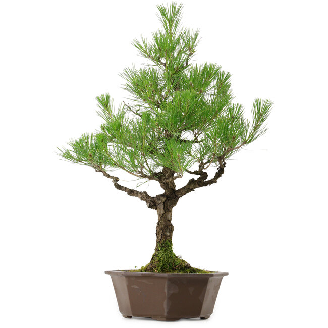 Pinus thunbergii, 70 cm, ± 40 ans, avec un nebari de 13 cm