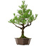 Pinus thunbergii, 70 cm, ± 40 jaar oud, met een nebari van 13 cm.