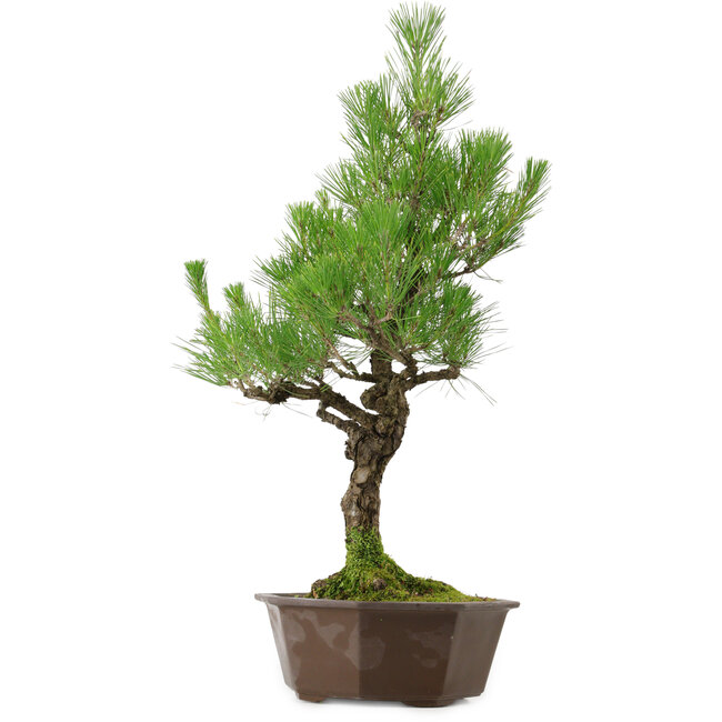 Pinus thunbergii, 70 cm, ± 40 anni, con nebari di 13 cm