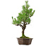 Pinus thunbergii, 70 cm, ± 40 años de edad, con un nebari de 13 cm.