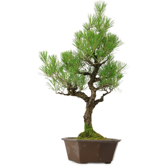 Pinus thunbergii, 70 cm, ± 40 años de edad, con un nebari de 13 cm.