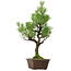 Pinus thunbergii, 70 cm, ± 40 jaar oud, met een nebari van 13 cm.