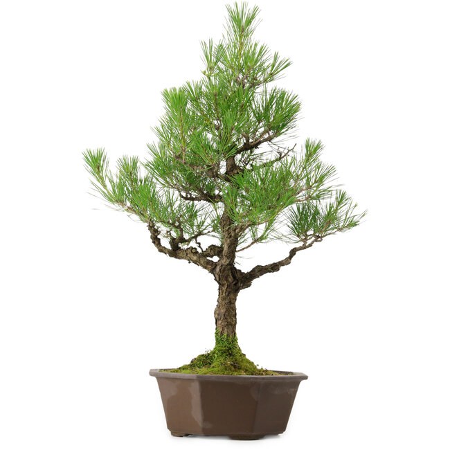 Pinus thunbergii, 70 cm, ca. 40 Jahre alt, mit einem Wurzelhals von 13 cm