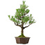 Pinus thunbergii, 70 cm, ± 40 jaar oud, met een nebari van 13 cm.