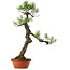 Pinus thunbergii, 75 cm, ± 40 ans, avec un nebari de 12 cm