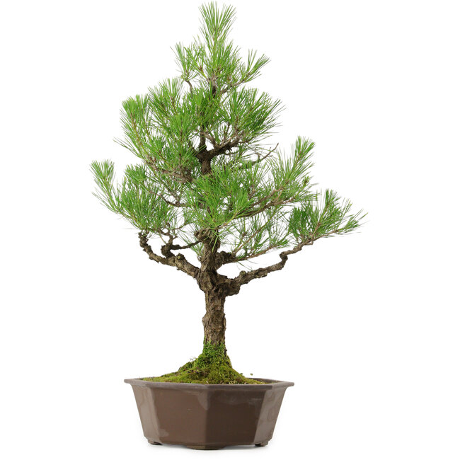 Pinus thunbergii, 70 cm, ± 40 anni, con nebari di 13 cm