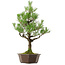 Pinus thunbergii, 70 cm, ± 40 anni, con nebari di 13 cm