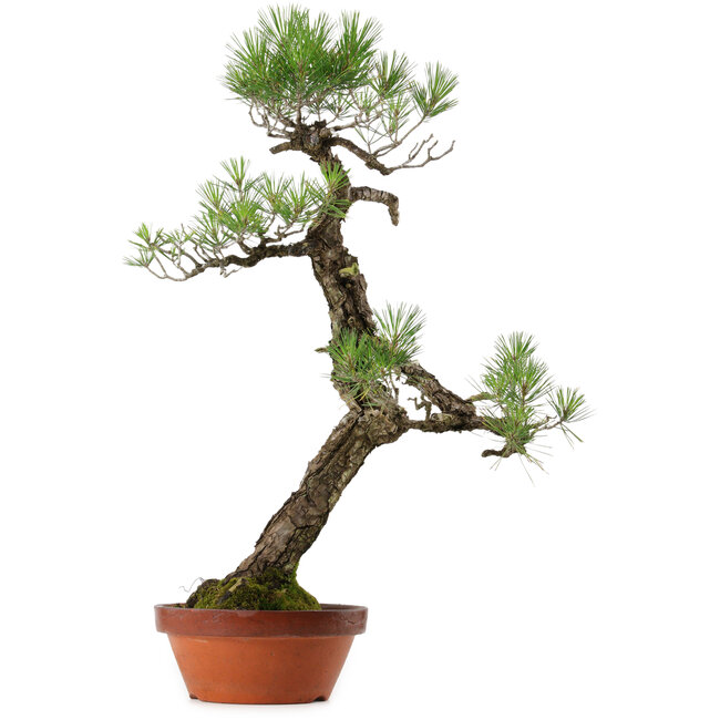 Pinus thunbergii, 75 cm, ± 40 years old, with a nebari of 12 cm