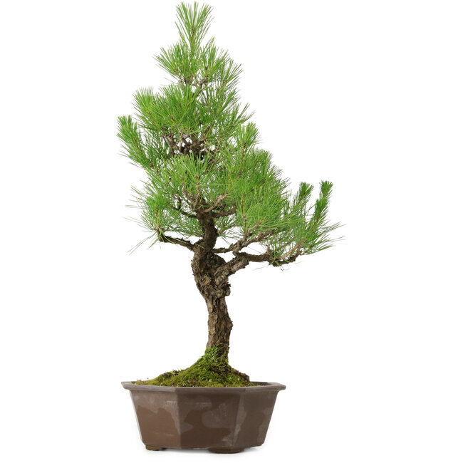 Pinus thunbergii, 70 cm, ± 40 anni, con nebari di 13 cm
