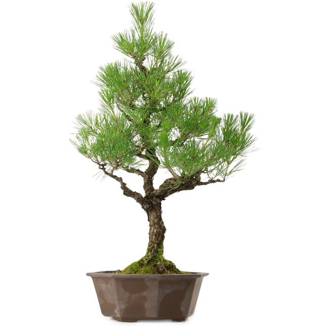 Pinus thunbergii, 70 cm, ± 40 jaar oud, met een nebari van 13 cm.