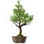 Pinus thunbergii, 70 cm, ± 40 años de edad, con un nebari de 13 cm.