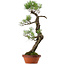 Pinus thunbergii, 75 cm, ± 40 anni, con nebari di 12 cm