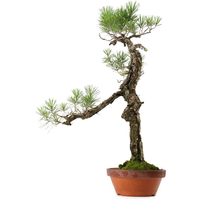 Pinus thunbergii, 75 cm, ± 40 años, con un nebari de 12 cm.