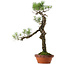 Pinus thunbergii, 75 cm, ± 40 años, con un nebari de 12 cm.