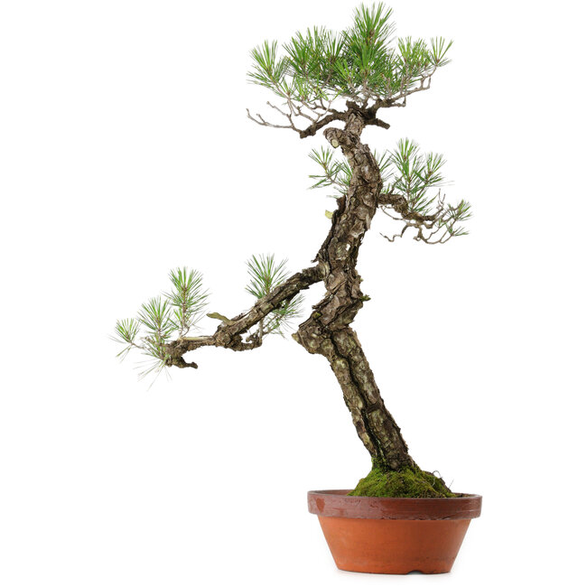 Pinus thunbergii, 75 cm, ± 40 anni, con nebari di 12 cm