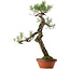 Pinus thunbergii, 75 cm, ca. 40 Jahre alt, mit einem Wurzelhals von 12 cm