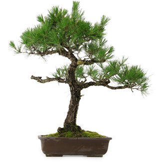 Pinus thunbergii, 70 cm, ± 35 anni