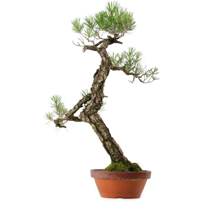 Pinus thunbergii, 75 cm, ± 40 anni, con nebari di 12 cm