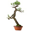 Pinus thunbergii, 75 cm, ± 40 jaar oud, met een nebari van 12 cm.
