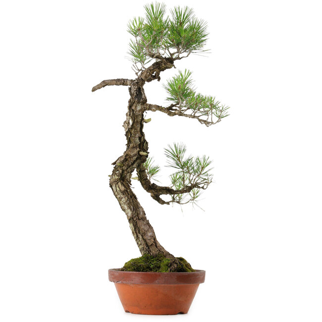 Pinus thunbergii, 75 cm, ± 40 años, con un nebari de 12 cm.