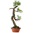 Pinus thunbergii, 75 cm, ca. 40 Jahre alt, mit einem Wurzelhals von 12 cm
