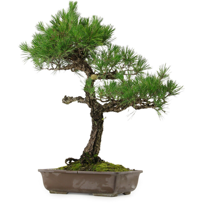 Pinus thunbergii, 70 cm, ca. 35 Jahre alt, mit einem Wurzelhals von 14 cm