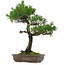 Pinus thunbergii, 70 cm, ± 35 años, con un nebari de 14 cm.