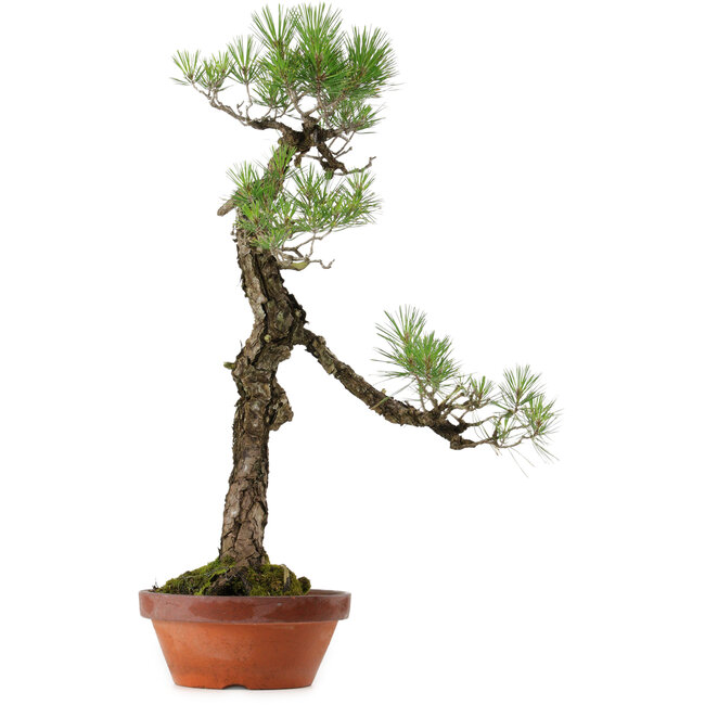 Pinus thunbergii, 75 cm, ± 40 años, con un nebari de 12 cm.