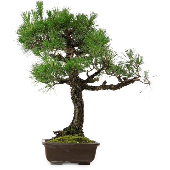 Pinus thunbergii, 70 cm, ± 35 anni, con nebari di 14 cm