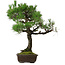 Pinus thunbergii, 70 cm, ± 35 anni, con nebari di 14 cm
