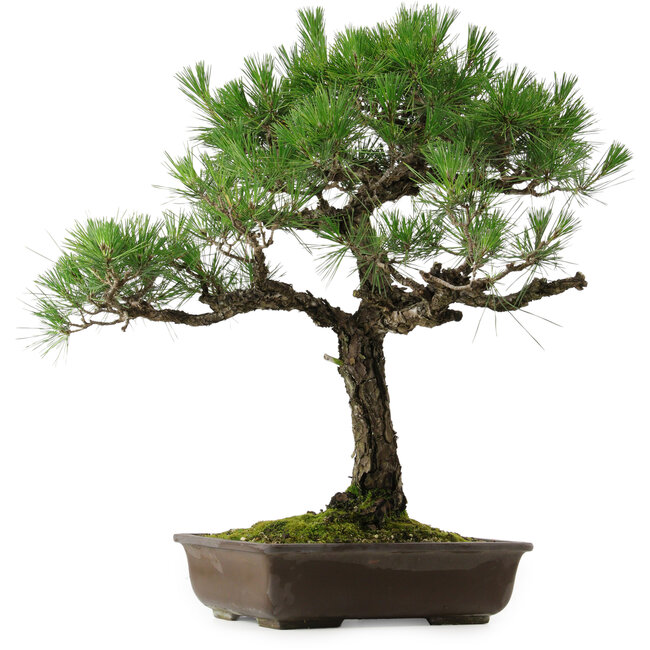 Pinus thunbergii, 70 cm, ± 35 jaar oud, met een nebari van 14 cm.