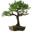 Pinus thunbergii, 70 cm, ca. 35 Jahre alt, mit einem Wurzelhals von 14 cm
