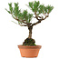 Pinus thunbergii, 36 cm, ca. 25 Jahre alt, mit einem Wurzelhals von 10 cm