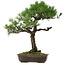 Pinus thunbergii, 70 cm, ± 35 years old, with a nebari of 14 cm
