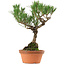 Pinus thunbergii, 36 cm, ± 25 jaar oud, met een nebari van 10 cm.