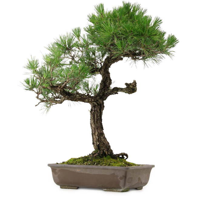 Pinus thunbergii, 70 cm, ± 35 años, con un nebari de 14 cm.
