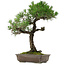 Pinus thunbergii, 70 cm, ± 35 jaar oud, met een nebari van 14 cm.
