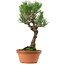 Pinus thunbergii, 36 cm, ± 25 years old, with a nebari of 10 cm